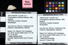 Foto (Objket + Etiketten) von Cracensigillatus acutirostrus (Moericke, 1889) 